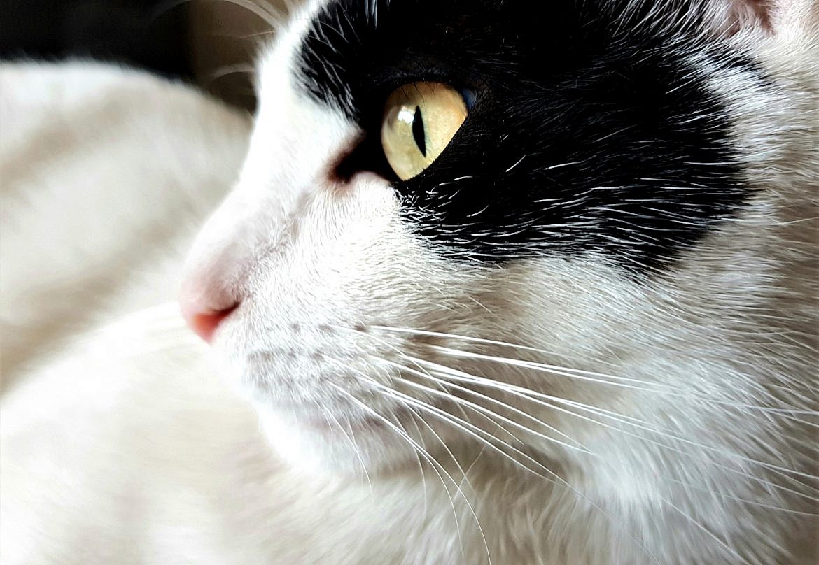 otis-chaton-adopte-via-felinspourlautre-whatwhat