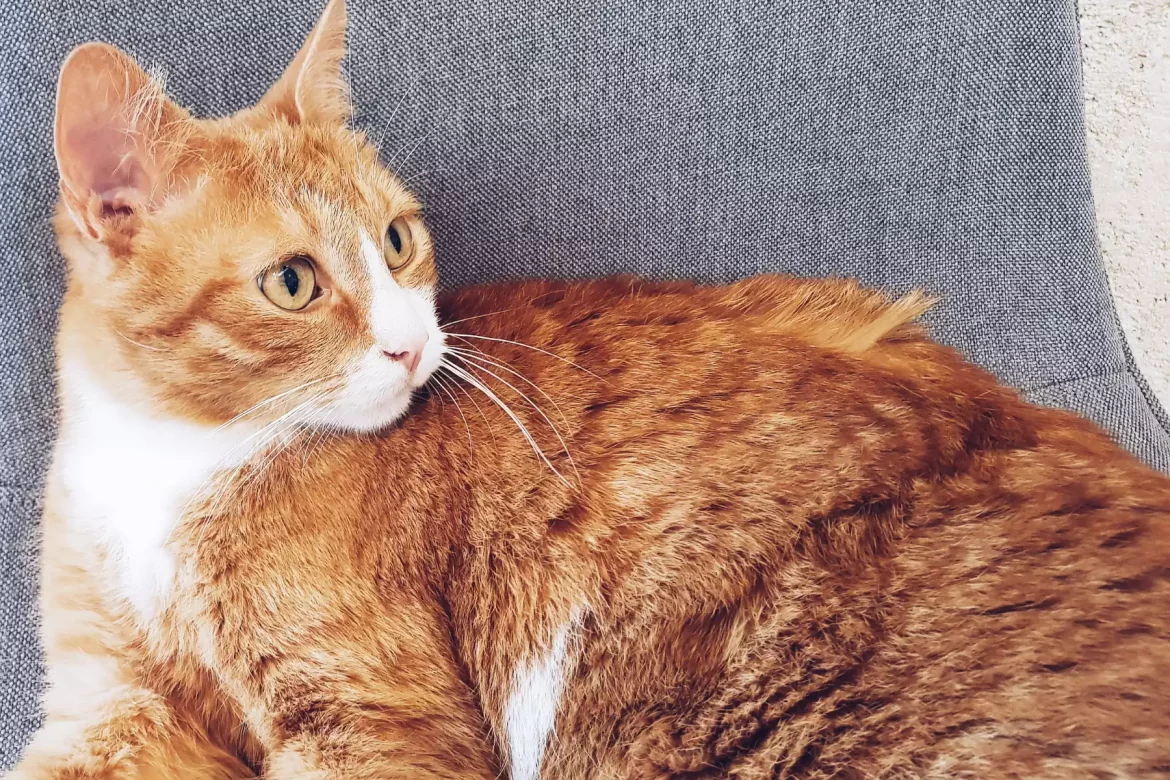 le-chat-gourmand-montpellier-bar-a-chats