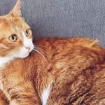 le-chat-gourmand-montpellier-bar-a-chats