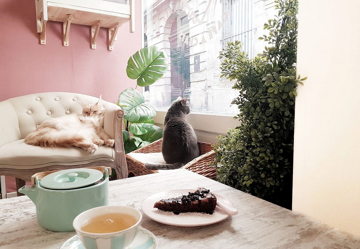 la-maison-des-chats-montpellier