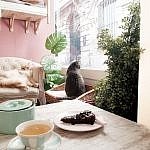 la-maison-des-chats-montpellier