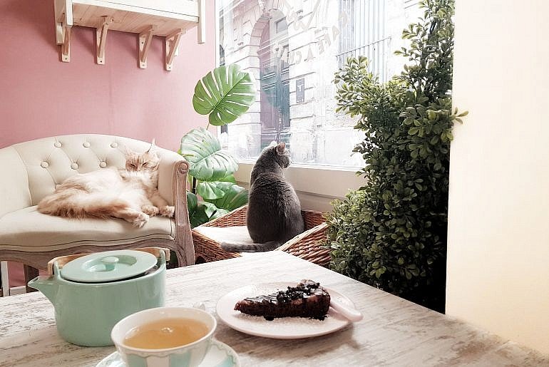 la-maison-des-chats-montpellier