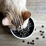 avis-tomojo-croquette-chat-insecte