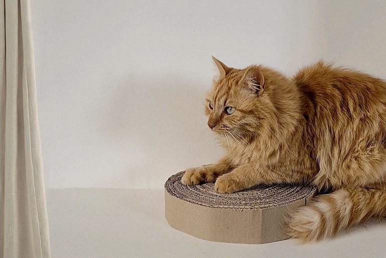 DIY griffoir chat en carton recyclé