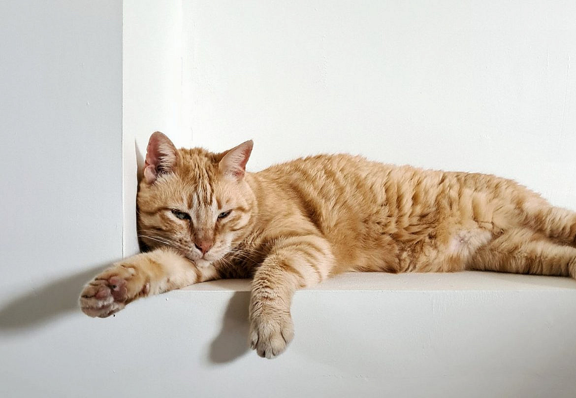 adopter-vs-acheter-animaux-de-compagnie-ninou